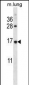 RPL27 Antibody (C-term)